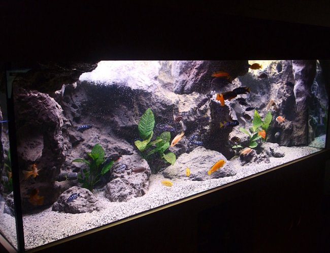 170 gallons freshwater fish tank (mostly fish and non-living decorations) - Malawi setup 170 gallons freshwater fish tank (mostly fish and non-living decorations) - Malawi setup