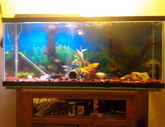 70 gallons freshwater fish tank (mostly fish and non-living decorations) - My tank 70 gallons freshwater fish tank (mostly fish and non-living decorations) - My tank