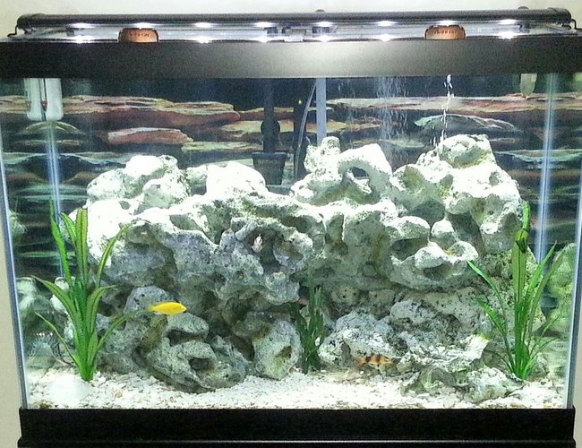 65 gallons freshwater fish tank (mostly fish and non-living decorations) - 65 gallon Cichlid Tank 65 gallons freshwater fish tank (mostly fish and non-living decorations) - 65 gallon Cichlid Tank