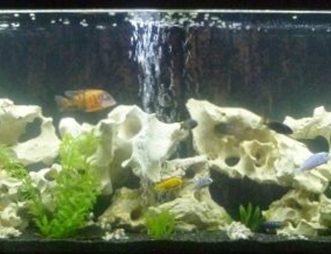 135 gallons freshwater fish tank (mostly fish and non-living decorations) - 135 gallon African Cichlid Tank 135 gallons freshwater fish tank (mostly fish and non-living decorations) - 135 gallon African Cichlid Tank