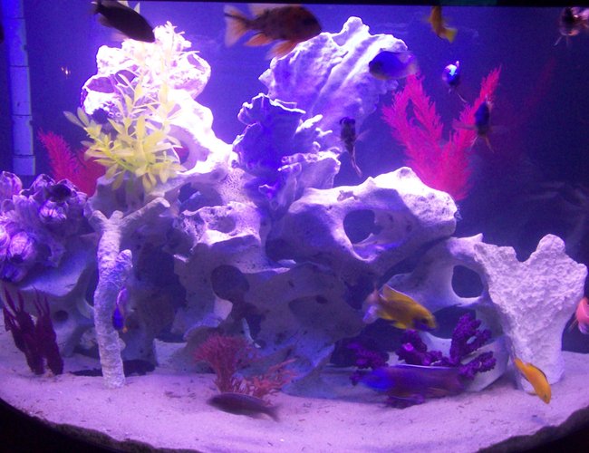 76 gallons freshwater fish tank (mostly fish and non-living decorations) - 76 gallon oceanic african cichlids texas holey rock fake plants and dead coral 76 gallons freshwater fish tank (mostly fish and non-living decorations) - 76 gallon oceanic african cichlids texas holey rock fake plants and dead coral