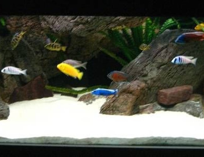 280 gallons freshwater fish tank (mostly fish and non-living decorations) 280 gallons freshwater fish tank (mostly fish and non-living decorations)