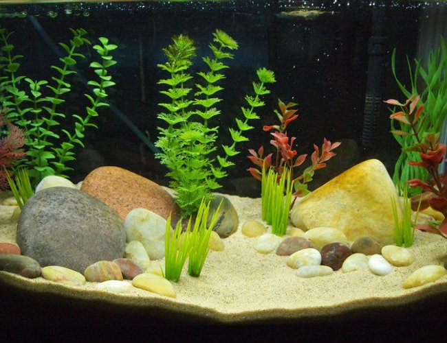10 gallons freshwater fish tank (mostly fish and non-living decorations) - 10 gallon newt tank. Used to be a betta tank. 10 gallons freshwater fish tank (mostly fish and non-living decorations) - 10 gallon newt tank. Used to be a betta tank.