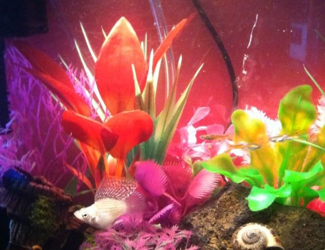 5 gallons freshwater fish tank (mostly fish and non-living decorations) - Molly 5 gallons freshwater fish tank (mostly fish and non-living decorations) - Molly