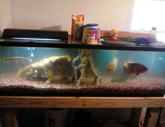 100 gallons freshwater fish tank (mostly fish and non-living decorations) - 100 gal tank 100 gallons freshwater fish tank (mostly fish and non-living decorations) - 100 gal tank