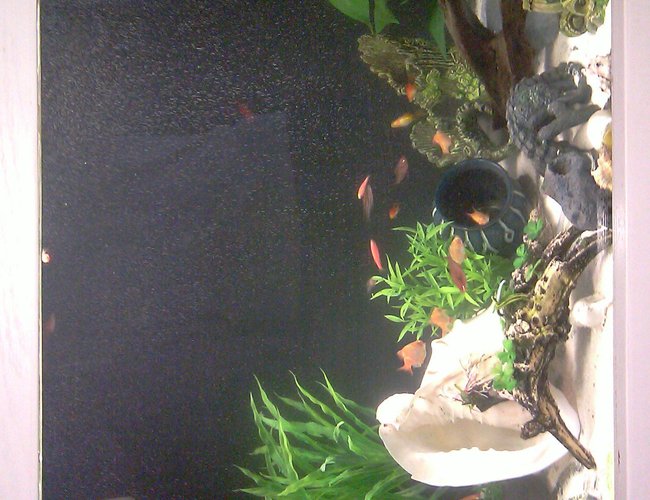 80 gallons freshwater fish tank (mostly fish and non-living decorations) - My tank is about 80 gallon, mainly I have are barbs (albino/regular strips), I dont know the name of the rest but I'll update this soon. 80 gallons freshwater fish tank (mostly fish and non-living decorations) - My tank is about 80 gallon, mainly I have are barbs (albino/regular strips), I dont know the name of the rest but I'll update this soon.