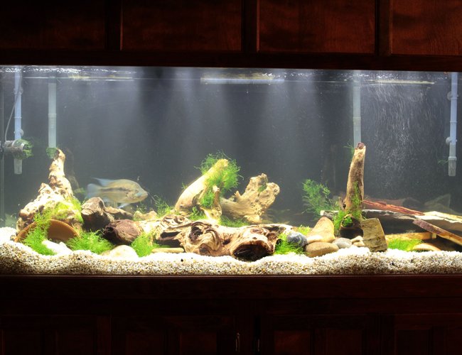 220 gallons freshwater fish tank (mostly fish and non-living decorations) - Front1 220 gallons freshwater fish tank (mostly fish and non-living decorations) - Front1