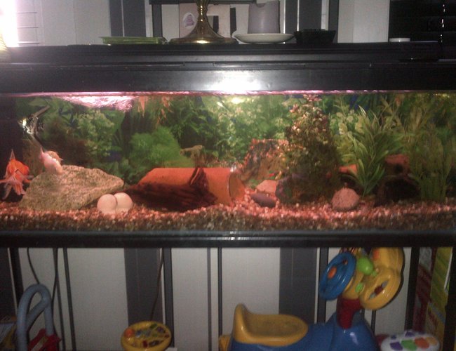 8 gallons freshwater fish tank (mostly fish and non-living decorations) - This is my tank set up 8 gallons freshwater fish tank (mostly fish and non-living decorations) - This is my tank set up