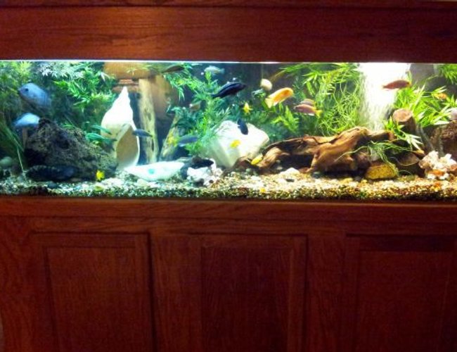 125 gallons freshwater fish tank (mostly fish and non-living decorations) - 125 Gal african/south american cichlids. 125 gallons freshwater fish tank (mostly fish and non-living decorations) - 125 Gal african/south american cichlids.