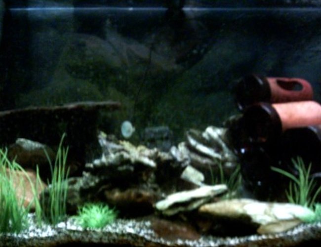 96 gallons freshwater fish tank (mostly fish and non-living decorations) - Tanganyka tank.........
Tropheus Moorii
7x Alto Calvus
Featherfin Synodontis
Pleco
2x half banded barbs
Crushed coral and black sand, ceramic pipes, plastic plants, slate and plastic rocks. AR-850. 96 gallons freshwater fish tank (mostly fish and non-living decorations) - Tanganyka tank.........
Tropheus Moorii
7x Alto Calvus
Featherfin Synodontis
Pleco
2x half banded barbs
Crushed coral and black sand, ceramic pipes, plastic plants, slate and plastic rocks. AR-850.