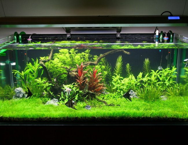 80 gallons freshwater fish tank (mostly fish and non-living decorations) - 2 months of age 80 gallons freshwater fish tank (mostly fish and non-living decorations) - 2 months of age