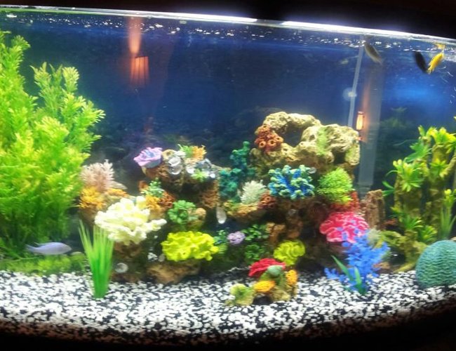 46 gallons freshwater fish tank (mostly fish and non-living decorations) - 46 gallon fresh water tank 46 gallons freshwater fish tank (mostly fish and non-living decorations) - 46 gallon fresh water tank