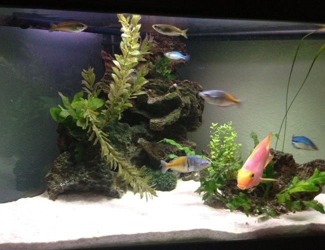 50 gallons freshwater fish tank (mostly fish and non-living decorations) - Front view 50 gallons freshwater fish tank (mostly fish and non-living decorations) - Front view