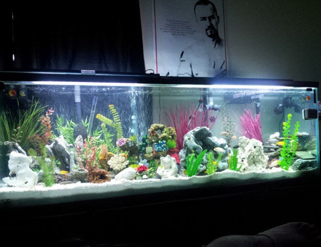 140 gallons freshwater fish tank (mostly fish and non-living decorations) - this is my new 140 gallon communtiy
cichlid tank...let me know what you think and any advice you have is much appreciated 140 gallons freshwater fish tank (mostly fish and non-living decorations) - this is my new 140 gallon communtiy
cichlid tank...let me know what you think and any advice you have is much appreciated