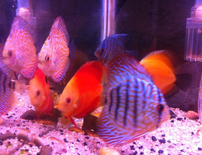 50 gallons freshwater fish tank (mostly fish and non-living decorations) - All in one 50 gallons freshwater fish tank (mostly fish and non-living decorations) - All in one