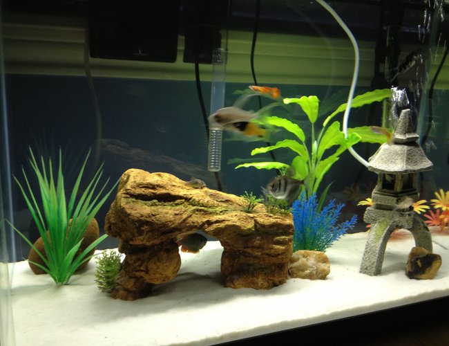 20 gallons freshwater fish tank (mostly fish and non-living decorations) - Taken from iphone 20 gallons freshwater fish tank (mostly fish and non-living decorations) - Taken from iphone