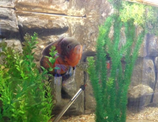 240 gallons freshwater fish tank (mostly fish and non-living decorations) - massive 240 gallons, oscars, awesome! diy cement background 240 gallons freshwater fish tank (mostly fish and non-living decorations) - massive 240 gallons, oscars, awesome! diy cement background
