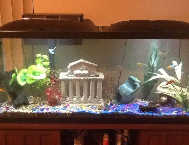50 gallons freshwater fish tank (mostly fish and non-living decorations) - 50 gallon freshwater 50 gallons freshwater fish tank (mostly fish and non-living decorations) - 50 gallon freshwater
