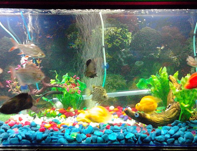 67 gallons freshwater fish tank (mostly fish and non-living decorations) - New Setup of 67 gallon tank with Oscar, Blood Parrot, Silver dollar, Bala Shark, Argus, Tin foil etc. All non living plant. 67 gallons freshwater fish tank (mostly fish and non-living decorations) - New Setup of 67 gallon tank with Oscar, Blood Parrot, Silver dollar, Bala Shark, Argus, Tin foil etc. All non living plant.