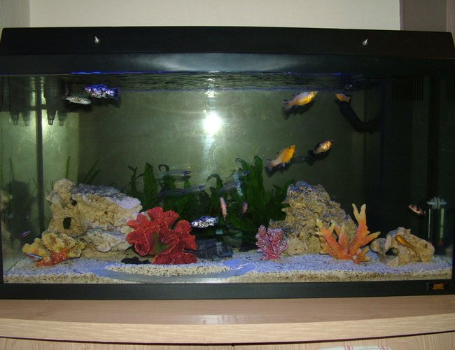28 gallons freshwater fish tank (mostly fish and non-living decorations) - My 125l Juwel tank
The tube at the bottom is meant for
the rope fish but he is new to the
tank and hasn\'t ventured beyond the
plants yet, the clown loaches seem
to enjoy it though! 28 gallons freshwater fish tank (mostly fish and non-living decorations) - My 125l Juwel tank
The tube at the bottom is meant for
the rope fish but he is new to the
tank and hasn\'t ventured beyond the
plants yet, the clown loaches seem
to enjoy it though!
