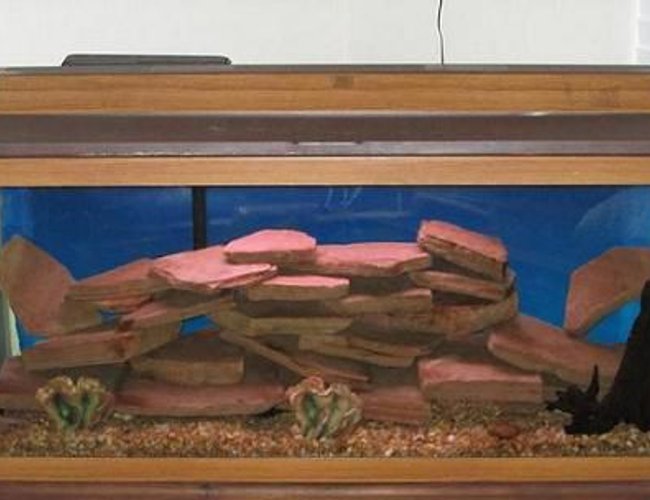 38 gallons freshwater fish tank (mostly fish and non-living decorations) - african cichild tank 38 gallons freshwater fish tank (mostly fish and non-living decorations) - african cichild tank