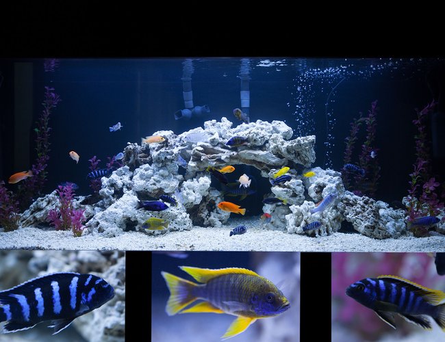162 gallons freshwater fish tank (mostly fish and non-living decorations) - Custom 162 Gallon tank with Starphire glass. African Cichlids. 162 gallons freshwater fish tank (mostly fish and non-living decorations) - Custom 162 Gallon tank with Starphire glass. African Cichlids.