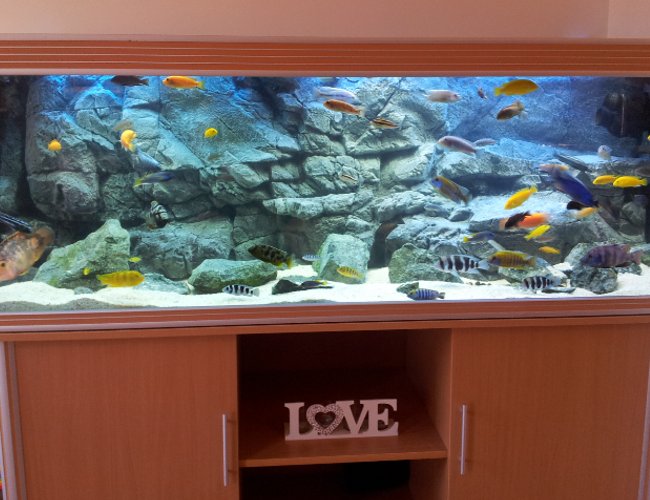 125 gallons freshwater fish tank (mostly fish and non-living decorations) - 600 litre African Cichlid tank with Pangea background 125 gallons freshwater fish tank (mostly fish and non-living decorations) - 600 litre African Cichlid tank with Pangea background