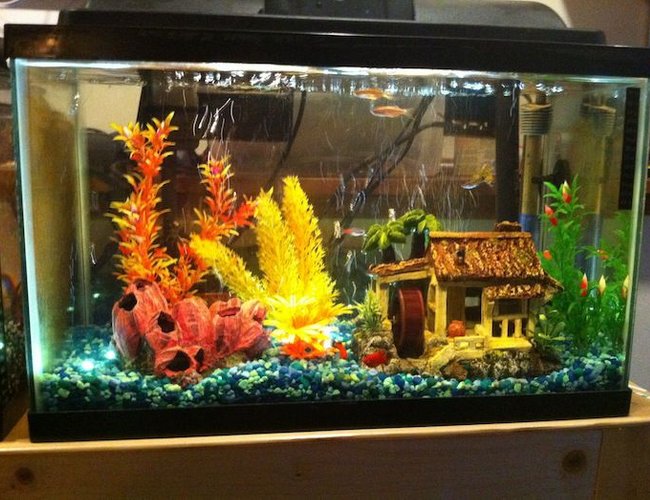 10 gallons freshwater fish tank (mostly fish and non-living decorations) - My original 10 gallon freshwater tank 10 gallons freshwater fish tank (mostly fish and non-living decorations) - My original 10 gallon freshwater tank