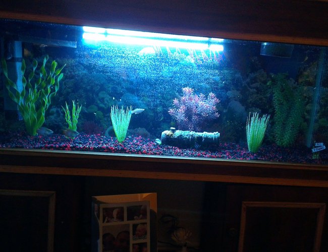 45 gallons freshwater fish tank (mostly fish and non-living decorations) - My Tank 45 gallons freshwater fish tank (mostly fish and non-living decorations) - My Tank