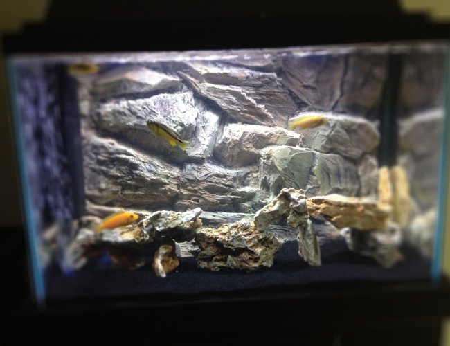 25 gallons freshwater fish tank (mostly fish and non-living decorations) - 20 gal / 3d backgrownd/ missuori rock/ Africans 25 gallons freshwater fish tank (mostly fish and non-living decorations) - 20 gal / 3d backgrownd/ missuori rock/ Africans