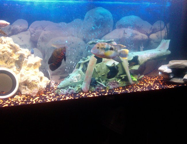 65 gallons freshwater fish tank (mostly fish and non-living decorations) - my tank of american chiclids 65 gallons freshwater fish tank (mostly fish and non-living decorations) - my tank of american chiclids