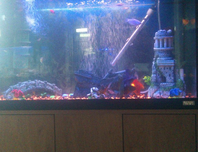 65 gallons freshwater fish tank (mostly fish and non-living decorations) - my partners tank, my old tank before i got a bigger one. theres a few dwarf gourami's, plattys, seames fighter male and female, black moore and a discus fish. 65 gallons freshwater fish tank (mostly fish and non-living decorations) - my partners tank, my old tank before i got a bigger one. theres a few dwarf gourami's, plattys, seames fighter male and female, black moore and a discus fish.