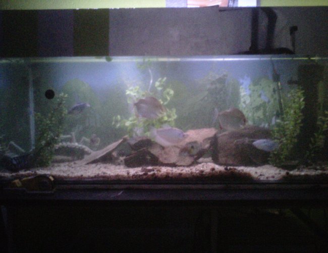 100 gallons freshwater fish tank (mostly fish and non-living decorations) - 300l tank with 2 dollers , 2 terrors , 2 bleustrain - and one moonlight - gouramy , 2 plecos and a few smaller naighbors 100 gallons freshwater fish tank (mostly fish and non-living decorations) - 300l tank with 2 dollers , 2 terrors , 2 bleustrain - and one moonlight - gouramy , 2 plecos and a few smaller naighbors