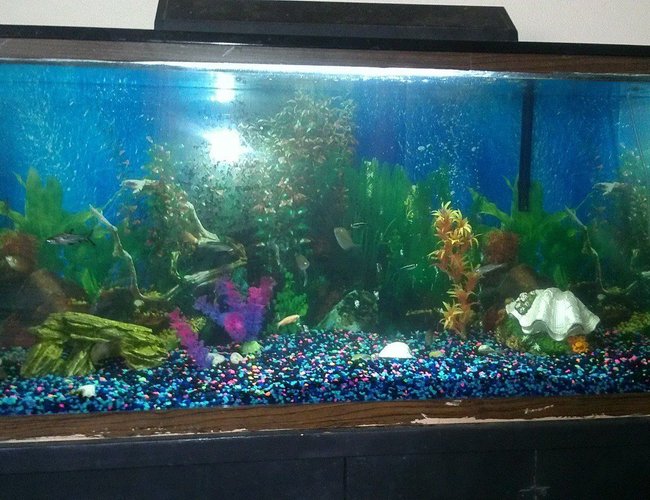 60 gallons freshwater fish tank (mostly fish and non-living decorations) - docile tank 60 gallons freshwater fish tank (mostly fish and non-living decorations) - docile tank