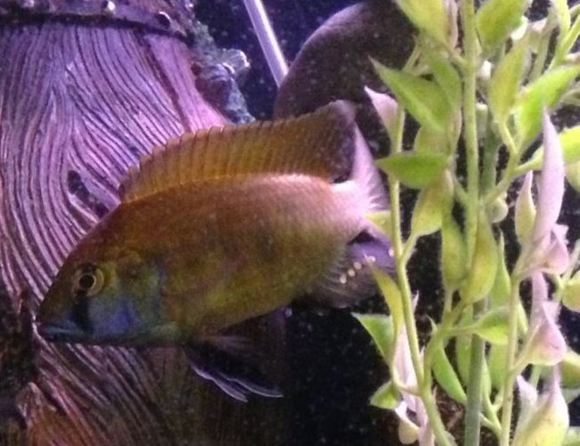 50 gallons freshwater fish tank (mostly fish and non-living decorations) - Lake Victorian happ cichlid 50 gallons freshwater fish tank (mostly fish and non-living decorations) - Lake Victorian happ cichlid