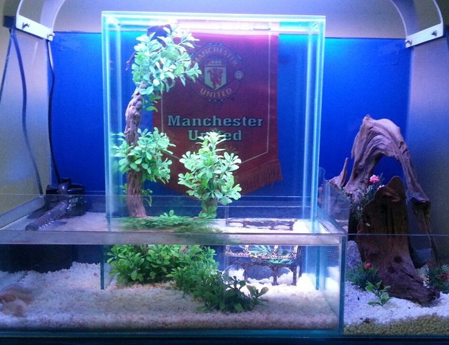 60 gallons freshwater fish tank (mostly fish and non-living decorations) - my beta fish upside down fish tank. 60 gallons freshwater fish tank (mostly fish and non-living decorations) - my beta fish upside down fish tank.