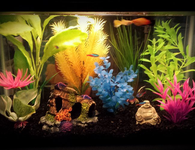 5 gallons freshwater fish tank (mostly fish and non-living decorations) 5 gallons freshwater fish tank (mostly fish and non-living decorations)