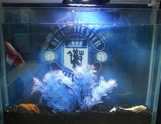 60 gallons freshwater fish tank (mostly fish and non-living decorations) - my office slim beta fish tank. 60 gallons freshwater fish tank (mostly fish and non-living decorations) - my office slim beta fish tank.