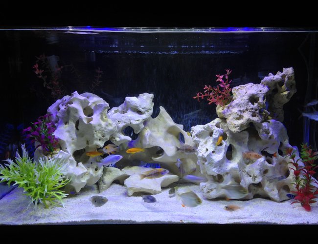 58 gallons freshwater fish tank (mostly fish and non-living decorations) - various cichlids & tropicals 58 gallons freshwater fish tank (mostly fish and non-living decorations) - various cichlids & tropicals