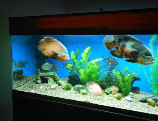 118 gallons freshwater fish tank (mostly fish and non-living decorations) 118 gallons freshwater fish tank (mostly fish and non-living decorations)