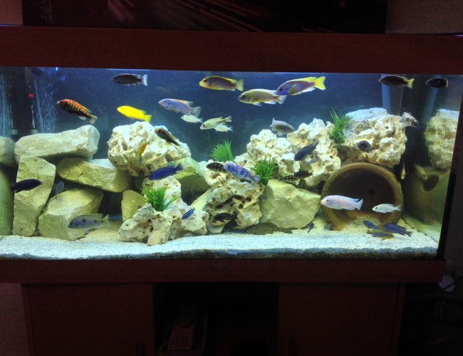 80 gallons freshwater fish tank (mostly fish and non-living decorations) - New setup 80 gallons freshwater fish tank (mostly fish and non-living decorations) - New setup