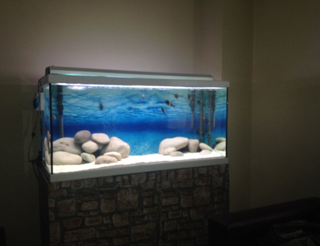 200 gallons freshwater fish tank (mostly fish and non-living decorations) - Tropheus ikola wc f0 200 gallons freshwater fish tank (mostly fish and non-living decorations) - Tropheus ikola wc f0