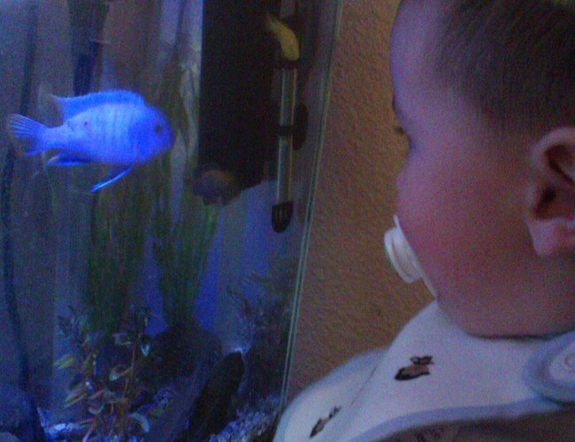 40 gallons freshwater fish tank (mostly fish and non-living decorations) - My son john staring down my blue. :) 40 gallons freshwater fish tank (mostly fish and non-living decorations) - My son john staring down my blue. :)