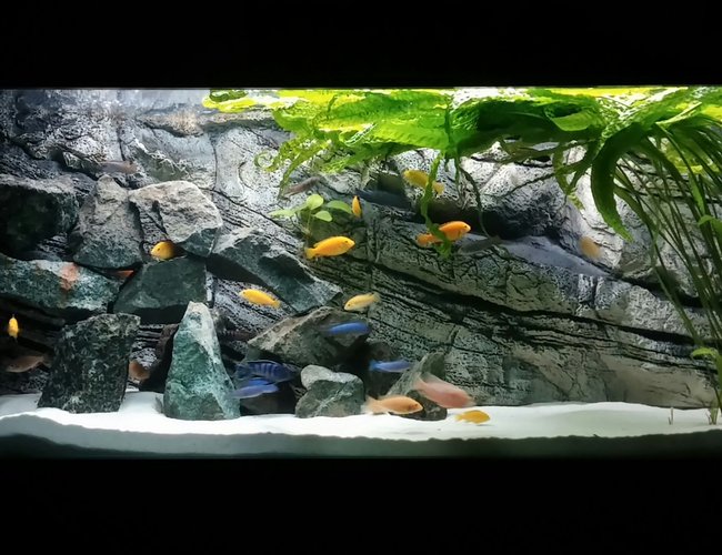 450 gallons freshwater fish tank (mostly fish and non-living decorations) - Mlawi tank 450 gallons freshwater fish tank (mostly fish and non-living decorations) - Mlawi tank