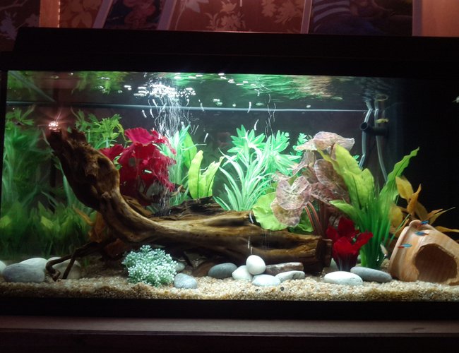 24 gallons freshwater fish tank (mostly fish and non-living decorations) - My first tropical tank 24 gallons freshwater fish tank (mostly fish and non-living decorations) - My first tropical tank