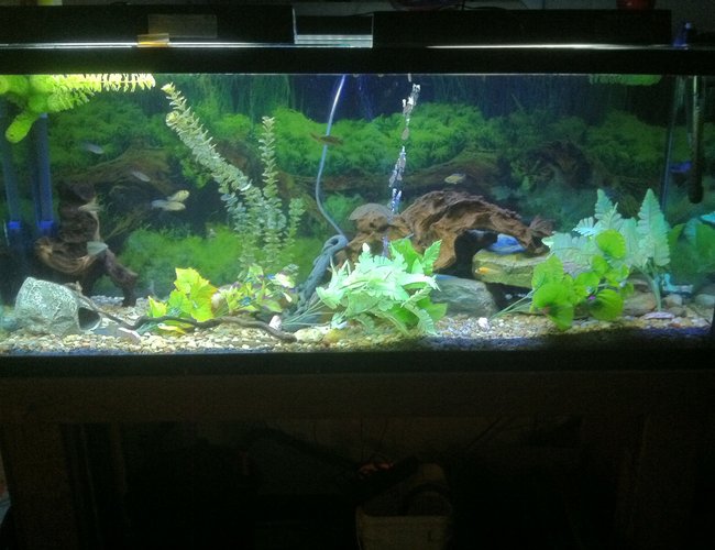 120 gallons freshwater fish tank (mostly fish and non-living decorations) - After cycle and day 2 after fish introduction 120 gallons freshwater fish tank (mostly fish and non-living decorations) - After cycle and day 2 after fish introduction