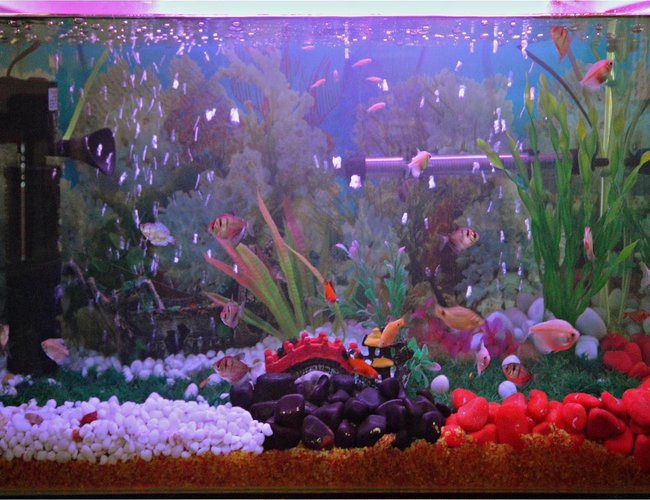 37 gallons freshwater fish tank (mostly fish and non-living decorations) - My First Fresh Water Aquarium(30 Gal) 37 gallons freshwater fish tank (mostly fish and non-living decorations) - My First Fresh Water Aquarium(30 Gal)