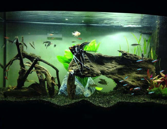 39 gallons freshwater fish tank (mostly fish and non-living decorations) - Angelfish and bogwood tank 39 gallons freshwater fish tank (mostly fish and non-living decorations) - Angelfish and bogwood tank