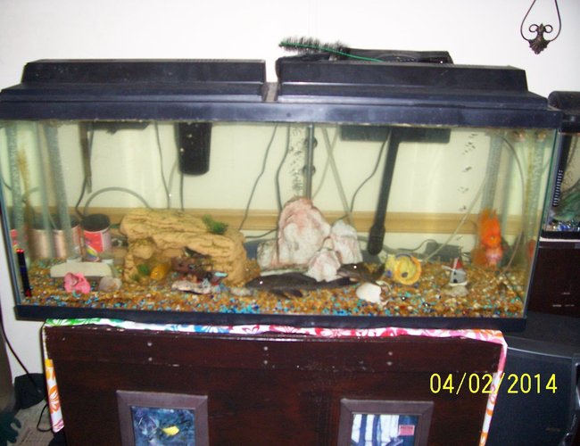 65 gallons freshwater fish tank (mostly fish and non-living decorations) - Main tank with various fish. 65 gallons freshwater fish tank (mostly fish and non-living decorations) - Main tank with various fish.