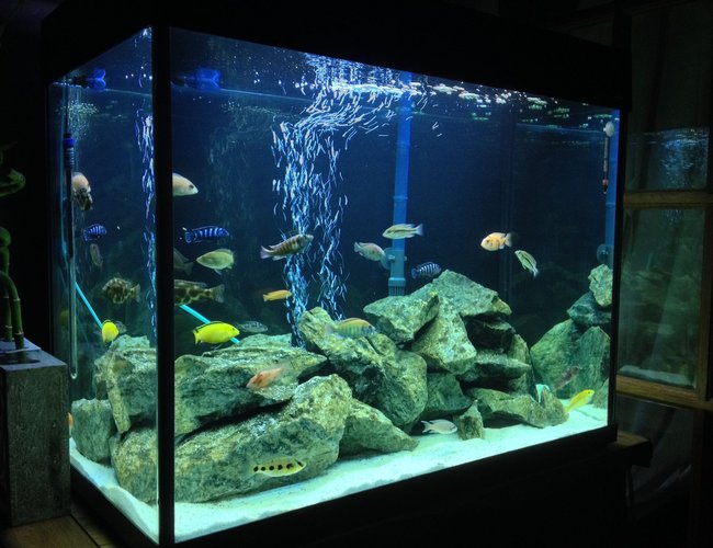 44 gallons freshwater fish tank (mostly fish and non-living decorations) - New Tank Set-up 44 gallons freshwater fish tank (mostly fish and non-living decorations) - New Tank Set-up